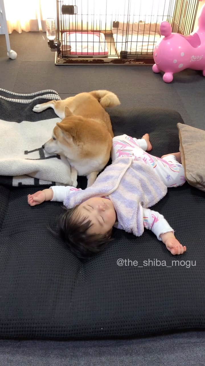 Moguのインスタグラム：「赤子の脇で暗闇を作ろうと試みるも寝心地がいまいちだったなの。 #もぐのお昼寝 #naptime . @the_shiba_mogu  #柴犬 #shibainu #shiba#赤柴 #redshiba#犬 #dog#しばいぬ#nannydog#犬と子供#子供と犬#柴犬と子供#柴#赤ちゃんと犬#犬と赤ちゃん#柴犬と赤ちゃん#赤ちゃんと柴犬#柴犬のいる暮らし#子守犬」