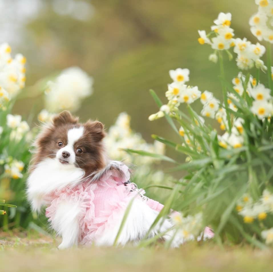 mycoのインスタグラム：「🐶りりちゃん&すいせん🏵  #pom #dogstagram #すいせん　#수선화」