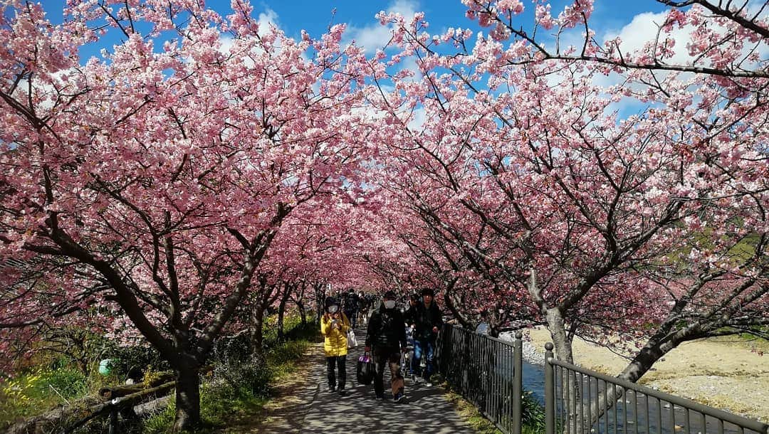 千種ゆり子さんのインスタグラム写真 - (千種ゆり子Instagram)「昨日(2月12日)河津町の河津桜を見に行ってきました . ／ そして、桜YouTuberデビューしました！！！ ＼ . 【1分で絶景桜旅】をテーマに、動画を作っていきます。 . YouTubeチャンネル登録お願いします(荒天時は天気解説もしますよ)✨ . #桜 #さくら #sakura #河津町 #河津桜 #kawazu #japan」2月13日 13時07分 - chikusa_yuriko