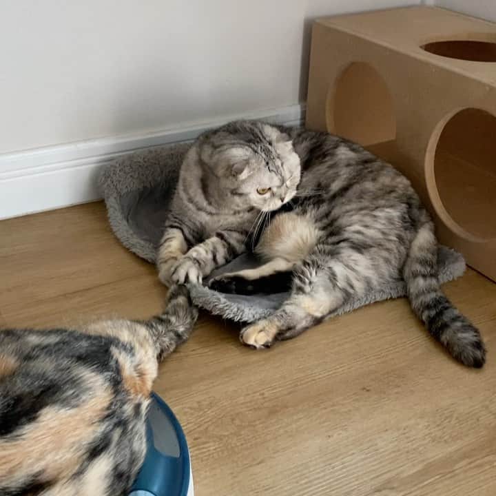 Mammoth and Grizzlyのインスタグラム：「Playing with sissy’s tail. #nala」