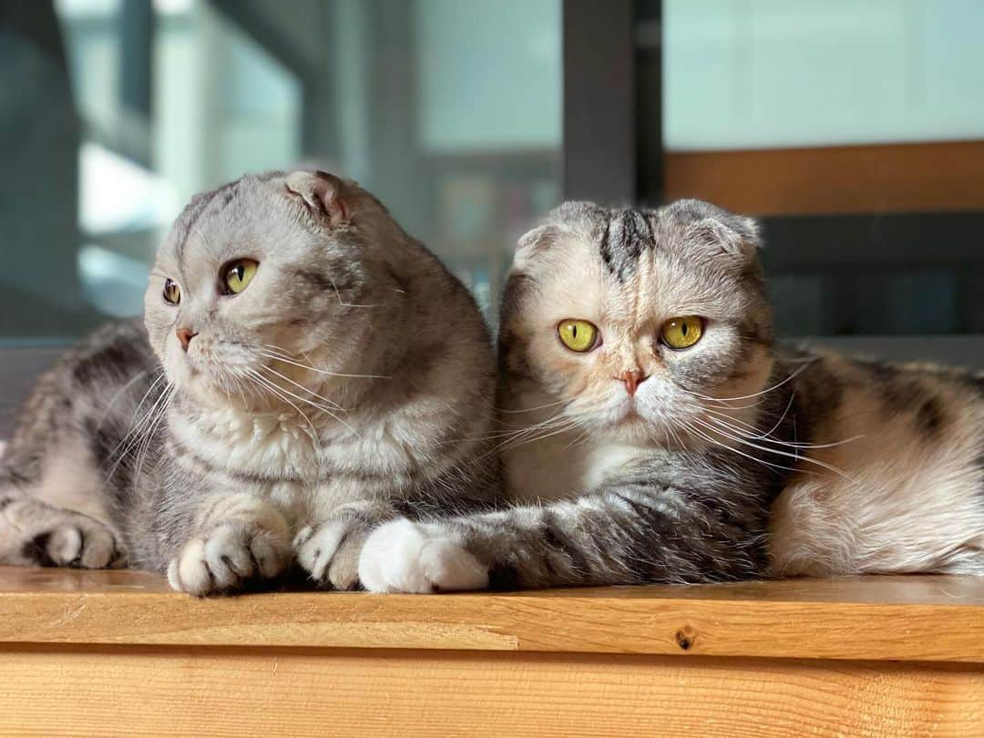 Mammoth and Grizzlyさんのインスタグラム写真 - (Mammoth and GrizzlyInstagram)「Nala and Nemo🥳」2月13日 13時34分 - mammoth_grizzly