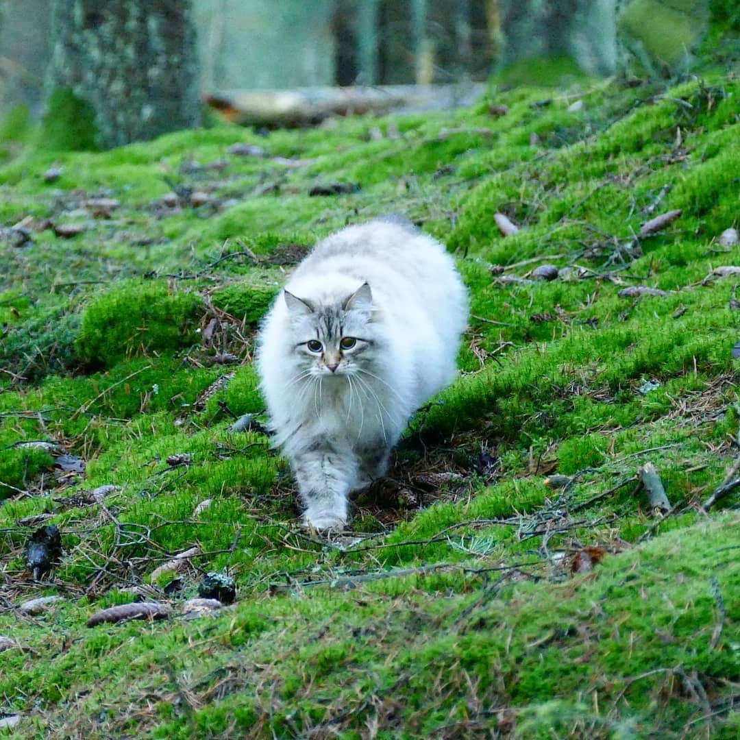 のインスタグラム：「Green floof with whipped cream on top!#cat#igcutest_animals #cat_features #cutepetclub #fluffypack #katt #bestmeow  #weeklyfluff #meow #AnimalAddicts #kittycat #cat #cats #kitten #kittens #kawaii #instacat #calico #neko #winter #snow #2019 #sibiriskkatt #siberiancat」
