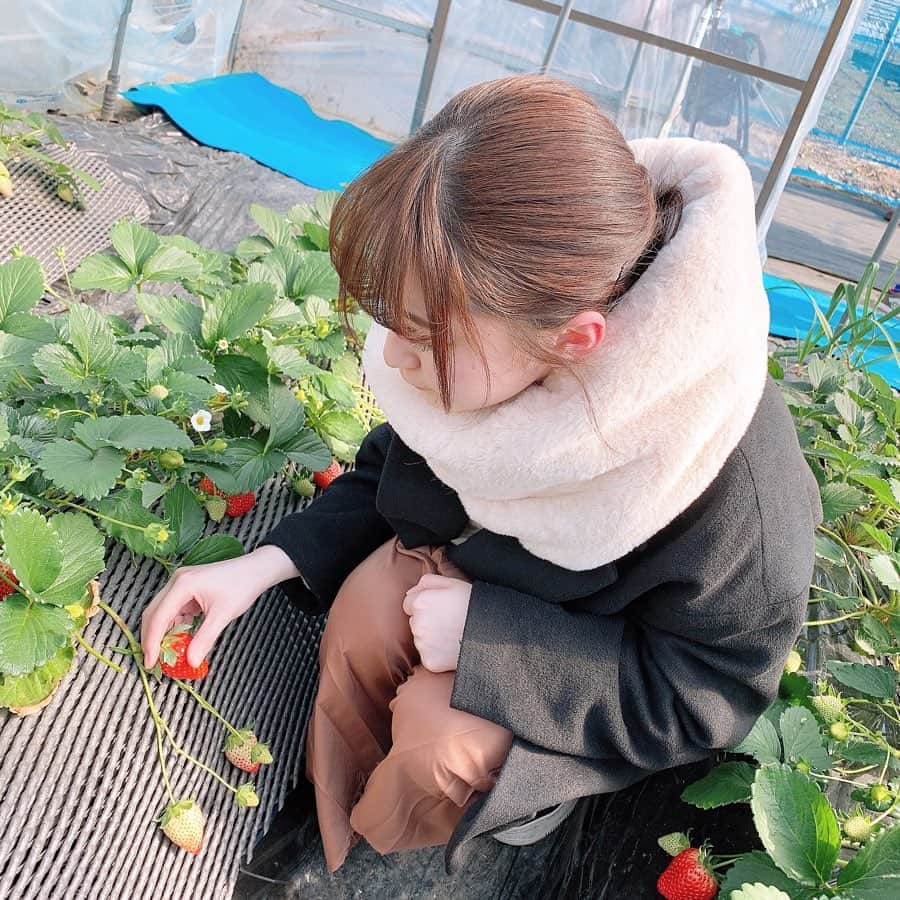 白井真緒さんのインスタグラム写真 - (白井真緒Instagram)「いちご狩り🍓﻿ ﻿ 突然ですが、問題〜﻿ 私はいちごを何個食べたでしょうか！﻿ #いちご #いちご狩り #いちごの里 #スカイベリー #とちぎ #栃木 #色白女子」2月13日 17時43分 - kohaku_shirai_official