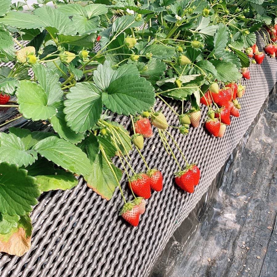 白井真緒さんのインスタグラム写真 - (白井真緒Instagram)「いちご狩り🍓﻿ ﻿ 突然ですが、問題〜﻿ 私はいちごを何個食べたでしょうか！﻿ #いちご #いちご狩り #いちごの里 #スカイベリー #とちぎ #栃木 #色白女子」2月13日 17時43分 - kohaku_shirai_official