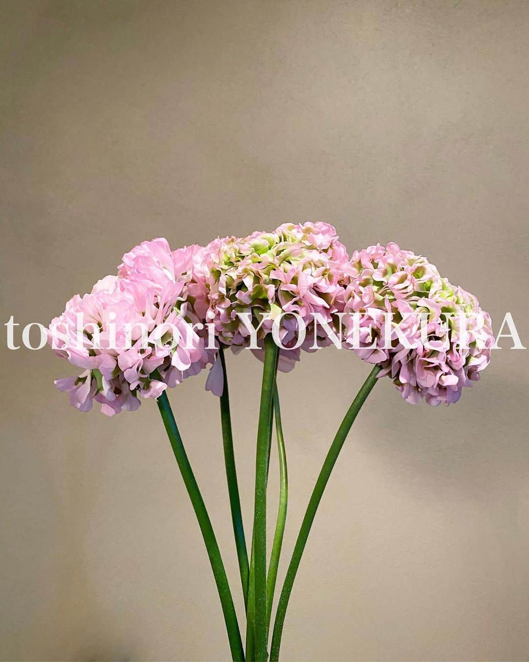 米倉利紀さんのインスタグラム写真 - (米倉利紀Instagram)「flowers of this week」2月13日 18時06分 - toshi_yonekura