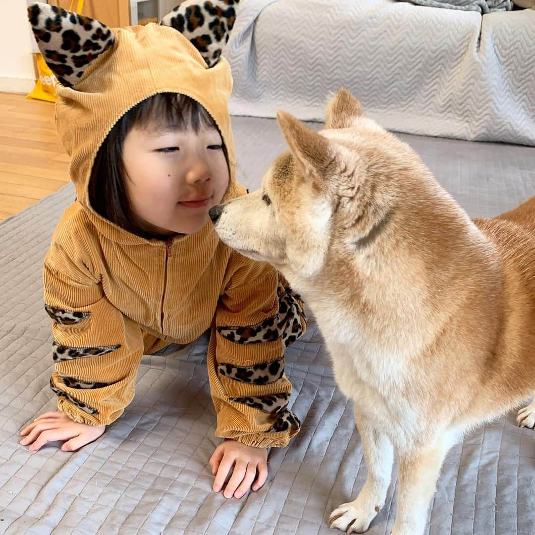 柴犬リリコさんのインスタグラム写真 - (柴犬リリコInstagram)「ねこ😼の衣装、Kちゃまに似合ってて本当に可愛かったなぁ🥰 #ドラ猫 #茶トラ #年少 #生活発表会」2月13日 17時59分 - ke_rock_