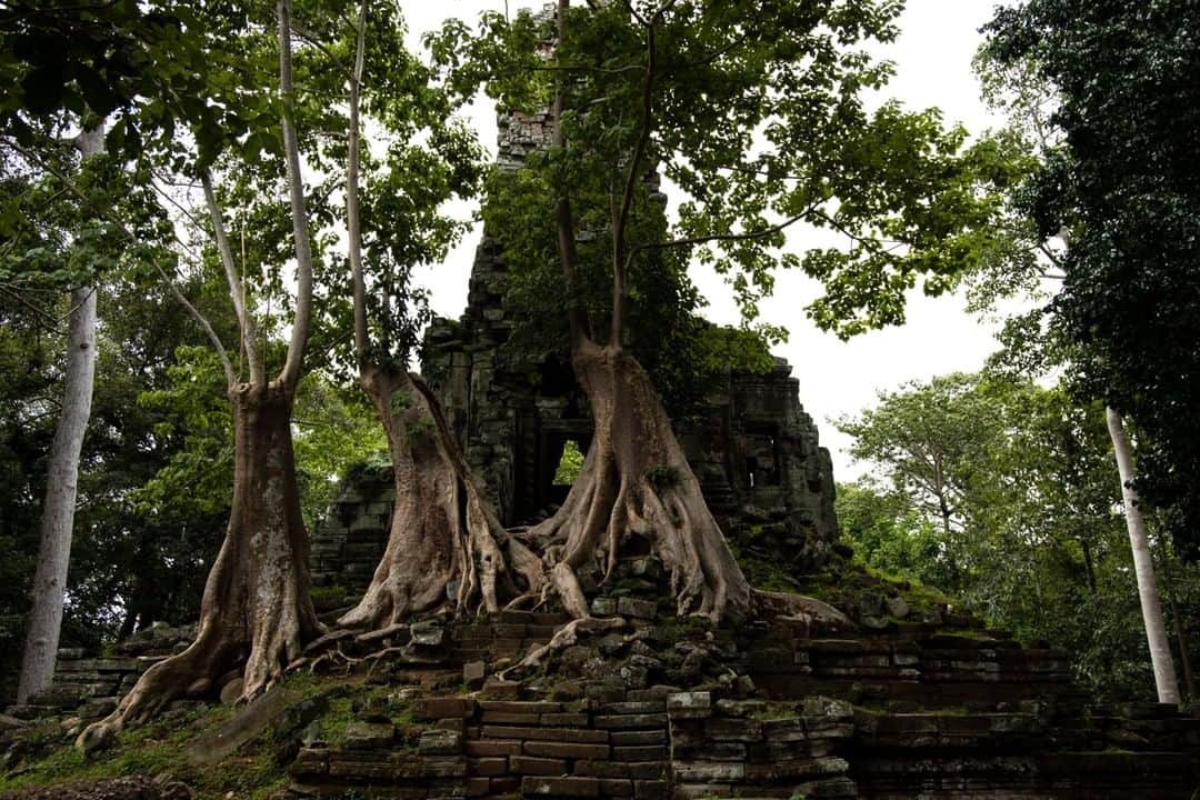 National Geographic Travelさんのインスタグラム写真 - (National Geographic TravelInstagram)「Photo by @krystlejwright | The temples of Angkor are dotted throughout the 400-square-kilometer (250-square-mile) UNESCO World Heritage site in Cambodia. Walking through the park, it's tough to find unique places where there is little to no traffic. There is something incredibly atmospheric about witnessing mother nature slowly take over the ancient structure.」2月13日 18時08分 - natgeotravel