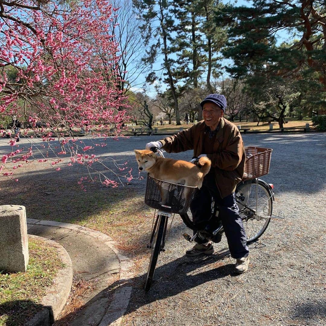 瀬川アニータのインスタグラム：「21C in February, finding it hard to complain🌸 #御所 #japan #kyoto #梅 #柴犬 #shiba」
