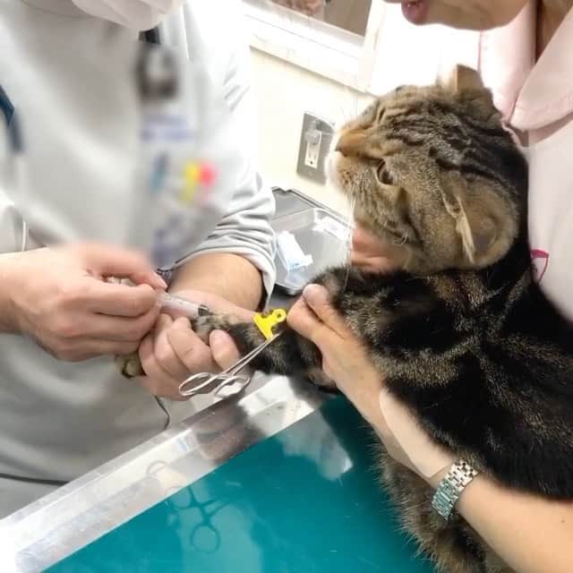 bunny & 2 catsのインスタグラム