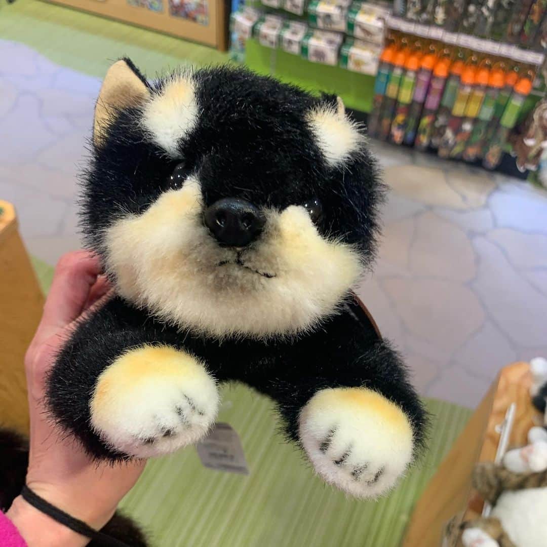 のインスタグラム：「このぬいぐるみかわいいと思ったら7000円もしてひーっとなりました😅😅 リアルがいるからいいか  今日はフィットネスの専門家さんと打ち合わせして、違う打ち合わせへ  いろんな方に会えて面白い💕💕 #キャスティング #ミーティング #時間足りない」