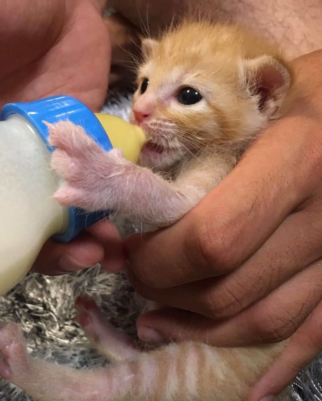 濱田水輝さんのインスタグラム写真 - (濱田水輝Instagram)「猫飼ってます🐈 名前は ちゃと です🐈  #猫 #猫のいる生活 #茶トラ #ちゃと #生後3日で里親になりました #佐世保出身 #癒し #甘えん坊 #猫好き #猫好きサッカー選手 #猫好きJリーガー @yoshiki__fujimoto」2月13日 21時33分 - mizuki__hamada