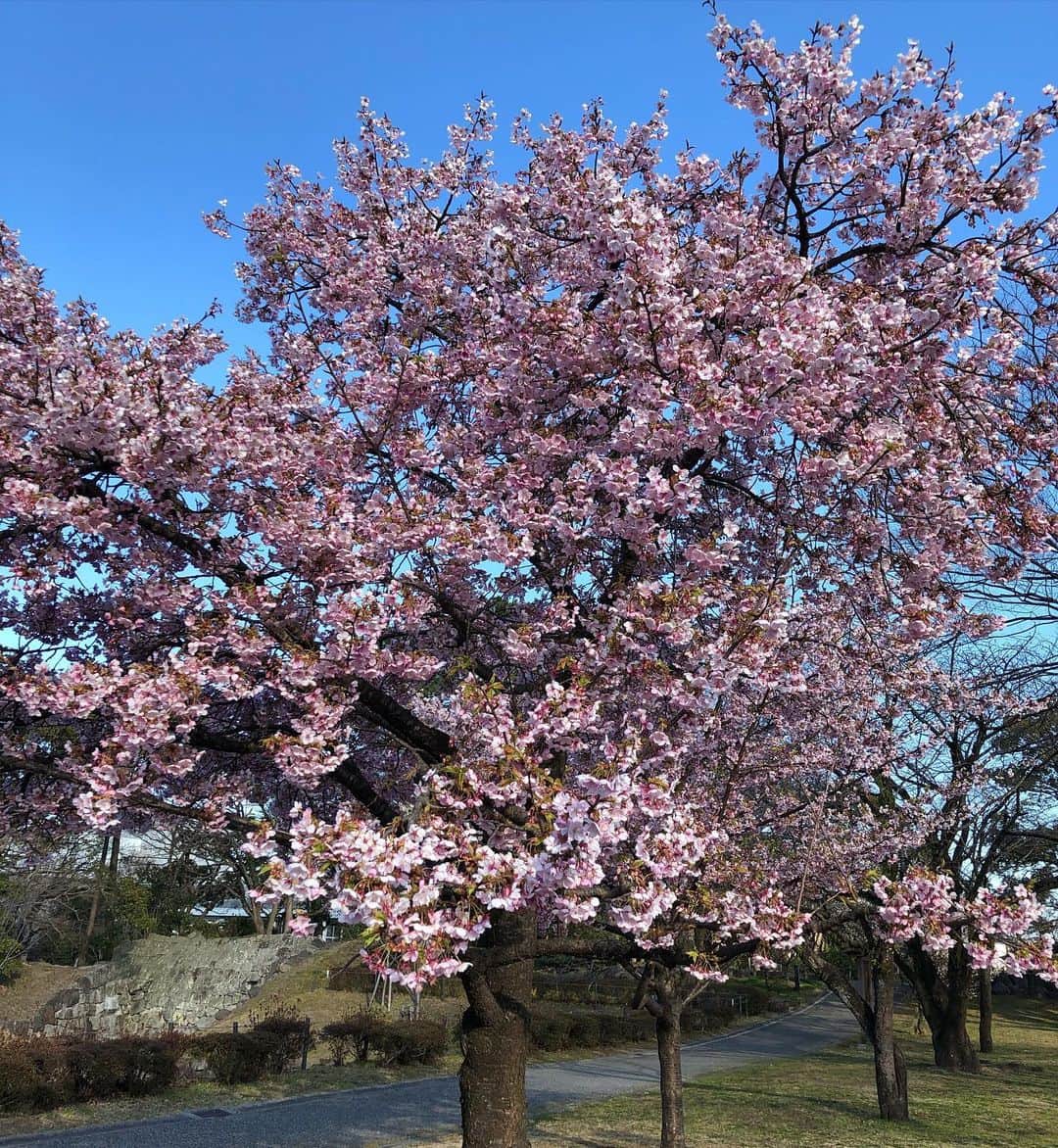 休日課長さんのインスタグラム写真 - (休日課長Instagram)「先日、静岡にて桜と遭遇。 愛する人と手を繋いで、見たいものです。 穏やかな気持ちになりました。 #伊東小室桜」2月13日 21時42分 - kyujitsu_kacho