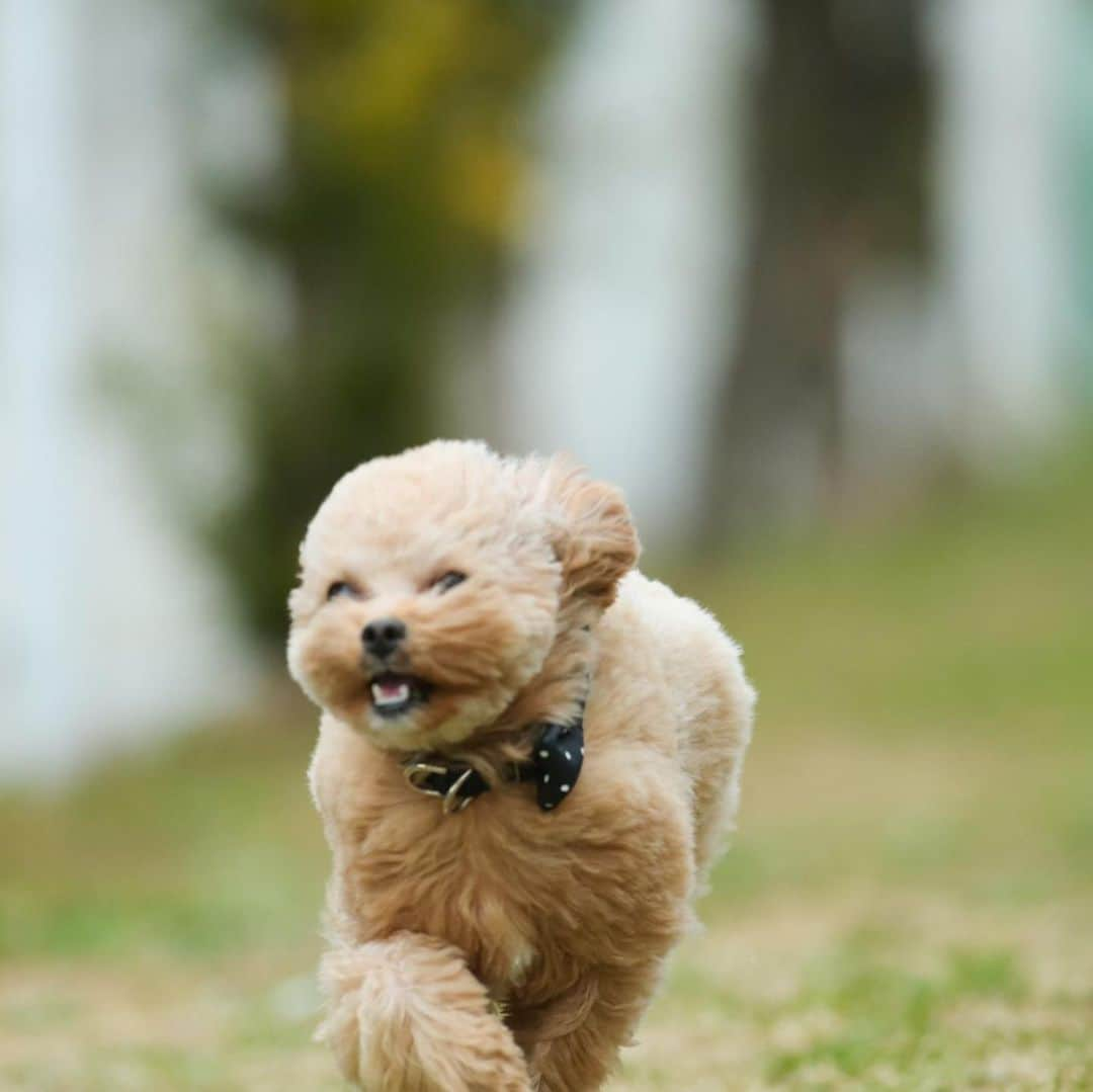 児嶋一哉さんのインスタグラム写真 - (児嶋一哉Instagram)「この前のブランチのネネ #飛行犬 #躍動感 #プロの写真流石 #顔」2月13日 21時58分 - kojikojikoji47