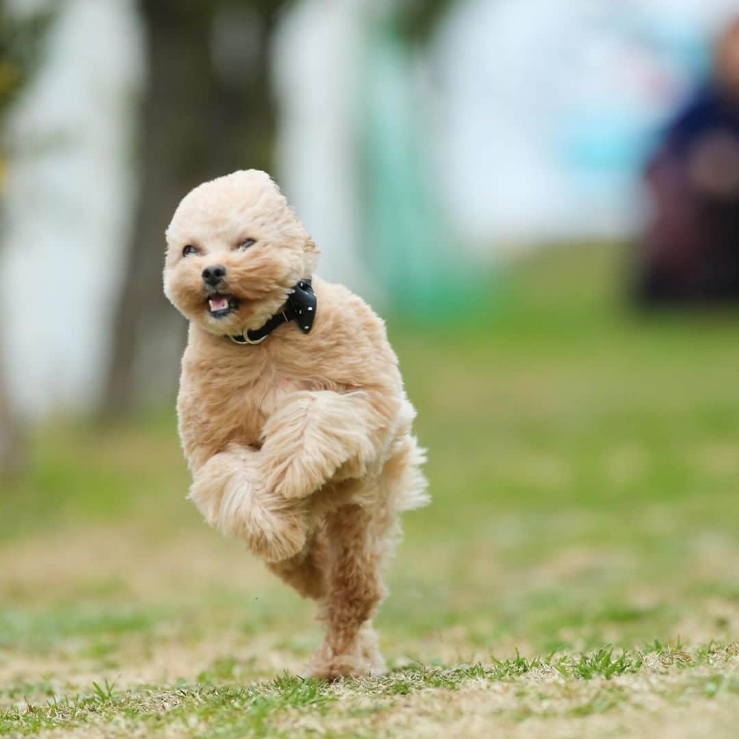 児嶋一哉さんのインスタグラム写真 - (児嶋一哉Instagram)「この前のブランチのネネ #飛行犬 #躍動感 #プロの写真流石 #顔」2月13日 21時58分 - kojikojikoji47