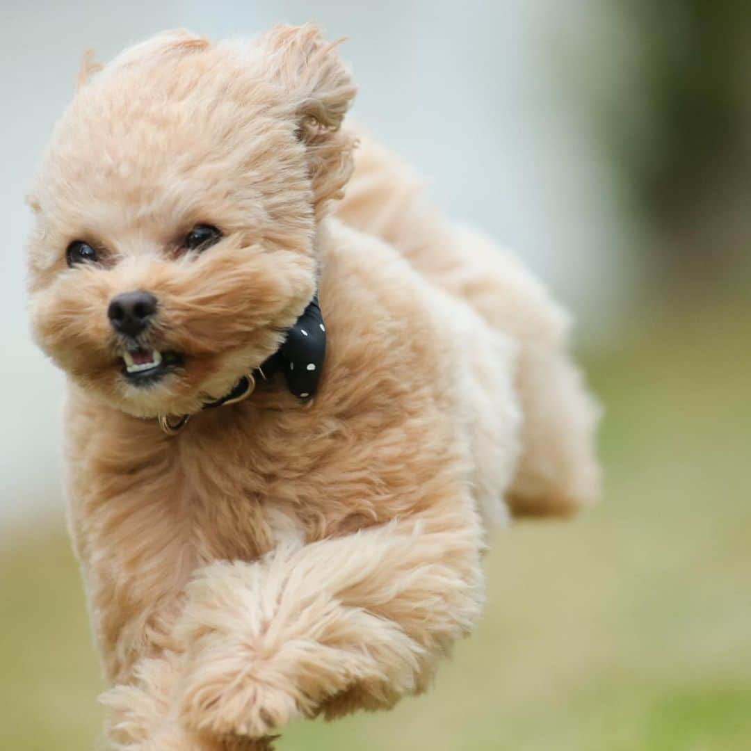 児嶋一哉さんのインスタグラム写真 - (児嶋一哉Instagram)「この前のブランチのネネ #飛行犬 #躍動感 #プロの写真流石 #顔」2月13日 21時58分 - kojikojikoji47