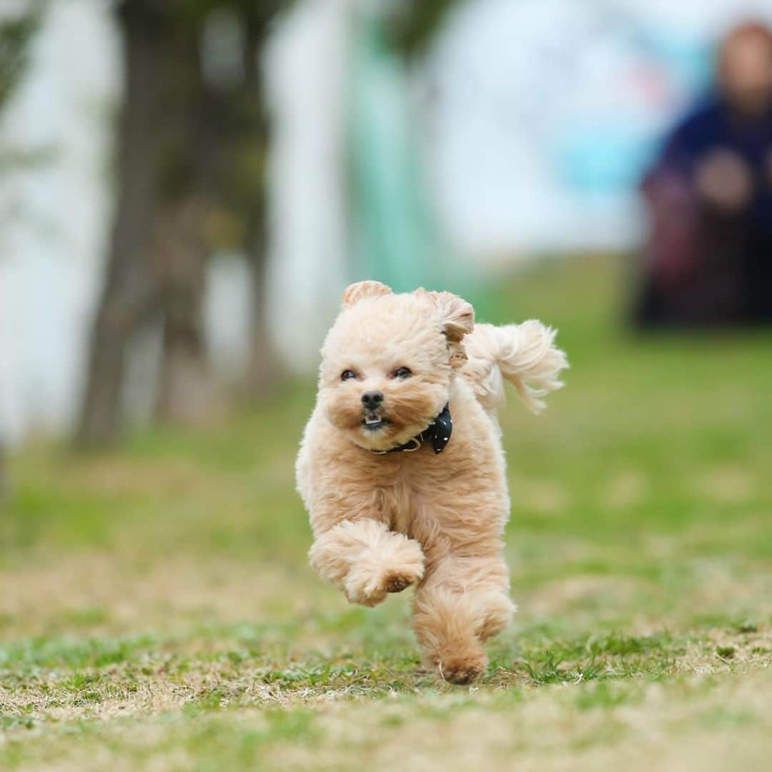 児嶋一哉さんのインスタグラム写真 - (児嶋一哉Instagram)「この前のブランチのネネ #飛行犬 #躍動感 #プロの写真流石 #顔」2月13日 21時58分 - kojikojikoji47