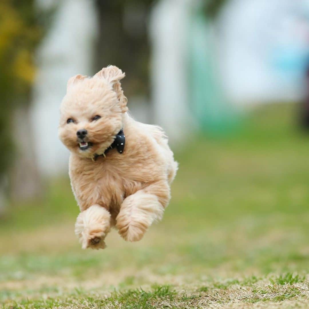 児嶋一哉のインスタグラム：「この前のブランチのネネ #飛行犬 #躍動感 #プロの写真流石 #顔」
