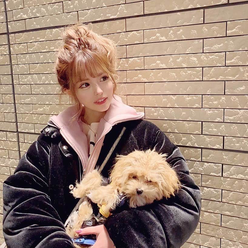 アンジェリカのインスタグラム：「💚❤️ .  皆さまお疲れ様ですーーー💕🤝 お疲れタイムにはウチのラブリー❤️ らるむくんどうですか笑笑 可愛くてたまらん。はやく家帰って会いたいゾ 🥰💛 . #愛犬との暮らし #愛犬 #ヘアアレンジ #ヘアアレンジ簡単 #コーデ #ファッション」