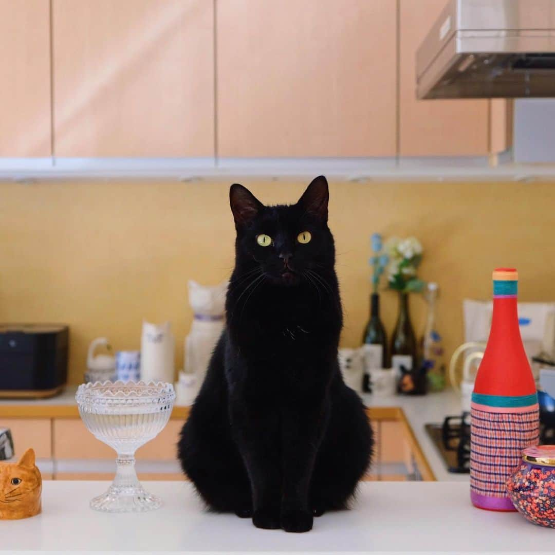 ギネス & ピムスさんのインスタグラム写真 - (ギネス & ピムスInstagram)「13/02/2020 Happy Thursday! ・ A new kitchen. A new play space for Guinness & Pimms. Have a good day! ・ ・ 料理する人には邪魔過ぎるものだらけのキッチン。笑 引っ越して調味料とか揃ってないからと言い訳して料理ほぼしてないけど そろそろやらねば😂 凪くんも日本の市販の離乳食 もりもり食べてる。 イギリスのものはフルーツ系以外 あまり食べなかったのに！笑 日本のごはんが美味しいって事かな😂 ・ 【お知らせ】 ストーリーズで告知しましたが @pie_international さんからこちらの本が発売になりました！ ・書籍タイトル：ねこさま名鑑100 ・発行元：パイ インターナショナル ・発売日：2月12日(金) ・仕様：108P／ソフトカバー ・価格：定価(本体1200円＋税) 100匹の可愛いねこさまが 1冊の本にギュギュッとつまっており、 ギネピムはトップバッターの1,2番で ご紹介いただいております！（写真⑤,⑥） 是非書店にてご覧頂ければ幸いです。 ・ ・ #ねこさま名鑑 #パイインターナショナル #2月12日発売　 #ギネスくん」2月13日 23時03分 - rina_takei