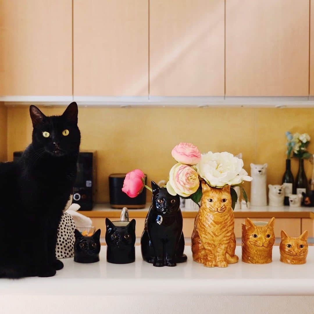 ギネス & ピムスさんのインスタグラム写真 - (ギネス & ピムスInstagram)「13/02/2020 Happy Thursday! ・ A new kitchen. A new play space for Guinness & Pimms. Have a good day! ・ ・ 料理する人には邪魔過ぎるものだらけのキッチン。笑 引っ越して調味料とか揃ってないからと言い訳して料理ほぼしてないけど そろそろやらねば😂 凪くんも日本の市販の離乳食 もりもり食べてる。 イギリスのものはフルーツ系以外 あまり食べなかったのに！笑 日本のごはんが美味しいって事かな😂 ・ 【お知らせ】 ストーリーズで告知しましたが @pie_international さんからこちらの本が発売になりました！ ・書籍タイトル：ねこさま名鑑100 ・発行元：パイ インターナショナル ・発売日：2月12日(金) ・仕様：108P／ソフトカバー ・価格：定価(本体1200円＋税) 100匹の可愛いねこさまが 1冊の本にギュギュッとつまっており、 ギネピムはトップバッターの1,2番で ご紹介いただいております！（写真⑤,⑥） 是非書店にてご覧頂ければ幸いです。 ・ ・ #ねこさま名鑑 #パイインターナショナル #2月12日発売　 #ギネスくん」2月13日 23時03分 - rina_takei