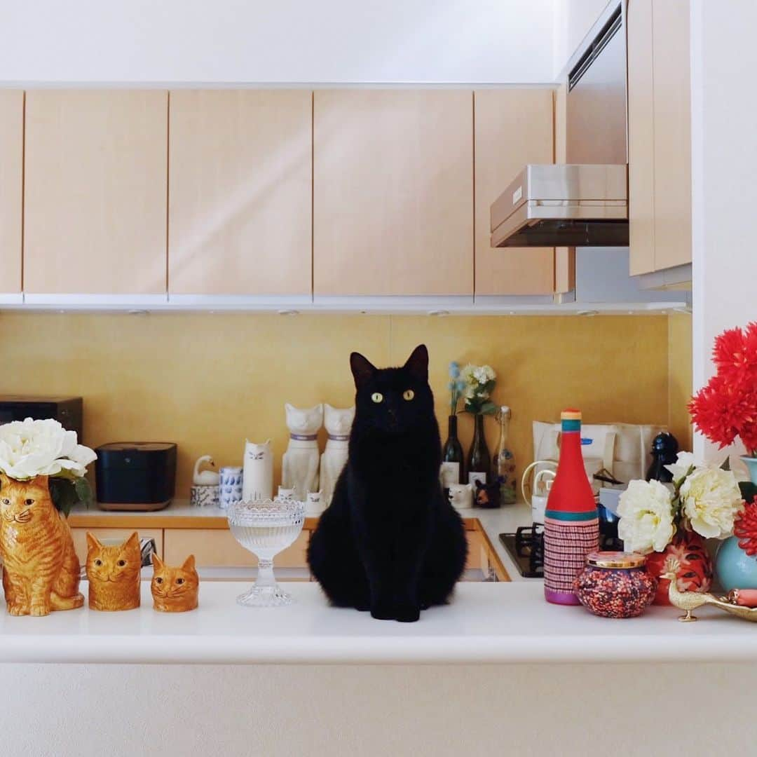 ギネス & ピムスさんのインスタグラム写真 - (ギネス & ピムスInstagram)「13/02/2020 Happy Thursday! ・ A new kitchen. A new play space for Guinness & Pimms. Have a good day! ・ ・ 料理する人には邪魔過ぎるものだらけのキッチン。笑 引っ越して調味料とか揃ってないからと言い訳して料理ほぼしてないけど そろそろやらねば😂 凪くんも日本の市販の離乳食 もりもり食べてる。 イギリスのものはフルーツ系以外 あまり食べなかったのに！笑 日本のごはんが美味しいって事かな😂 ・ 【お知らせ】 ストーリーズで告知しましたが @pie_international さんからこちらの本が発売になりました！ ・書籍タイトル：ねこさま名鑑100 ・発行元：パイ インターナショナル ・発売日：2月12日(金) ・仕様：108P／ソフトカバー ・価格：定価(本体1200円＋税) 100匹の可愛いねこさまが 1冊の本にギュギュッとつまっており、 ギネピムはトップバッターの1,2番で ご紹介いただいております！（写真⑤,⑥） 是非書店にてご覧頂ければ幸いです。 ・ ・ #ねこさま名鑑 #パイインターナショナル #2月12日発売　 #ギネスくん」2月13日 23時03分 - rina_takei