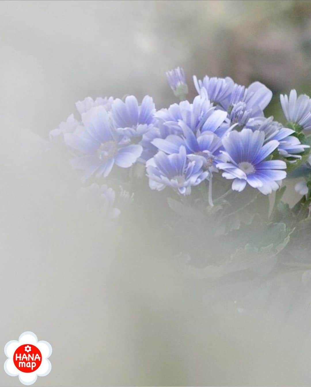 はなまっぷ❁日本の花風景さんのインスタグラム写真 - (はなまっぷ❁日本の花風景Instagram)「🌸美しく心を寄せ合い花まるを🌸 *  @gogo_atsuko さんの  素敵なお花に花まるを💮 * みなさんと、そしてお花たちとも 心を寄せ合いながら楽しむ 「#はなまっぷの楽しいお写んぽ教室」 * 花まる気分な1日をありがとうございました😊🌸 * photo select by ﻿ 🌸はなまっぷ @hanamap🌸 * 🌸•••🌸•••🌸•••🌸•••🌸•••🌸 * #はなまっぷ *」2月13日 23時03分 - hanamap