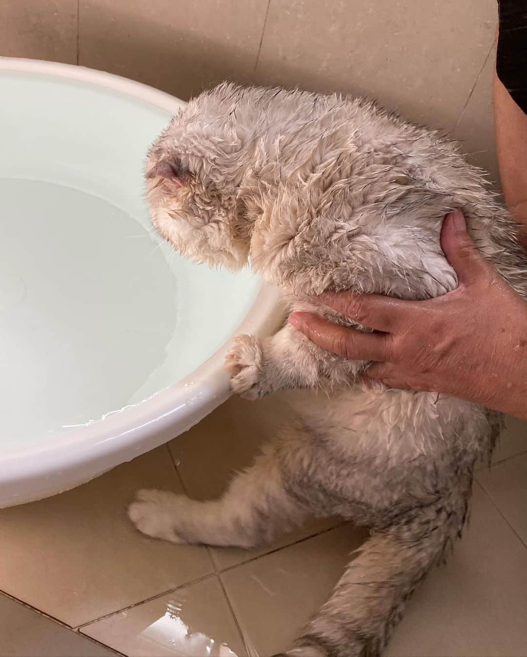 Haruのインスタグラム：「Annual bathing 🧼🛁 #แล้วชั้นจะฝืนฝืนหัวใจตัวเองได้มั้ย #เค้าไม่อยากอาบน้าม #งื้อ #ยันอ่างก็แล้ว #อย่าจับเค้าลงอ่างเลย #harubabyseal」