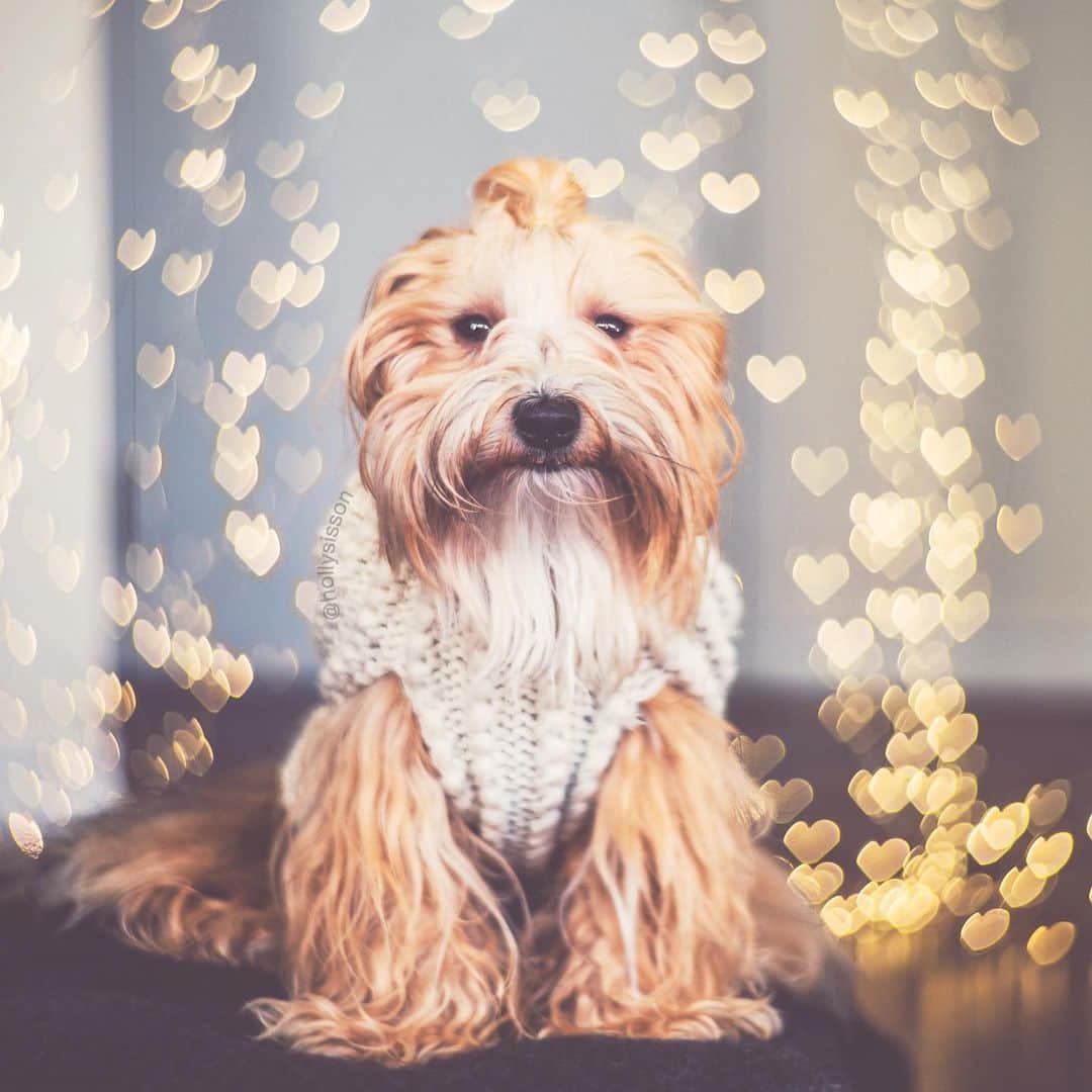 Holly Sissonのインスタグラム：「I woof you! ❤️ 🐶❤️ #Toronto #Havanese #bokeh #hearts #valentines ~ See more of Oliver, and Alice & Finnegan, on their pet account @pitterpatterfurryfeet ~ Canon 1D X + Lomography 85mm #Petzval Art Lens) (See my bio for full camera equipment information plus info on how I process my images. 😊) ~ @bestwoof #bestwoof」