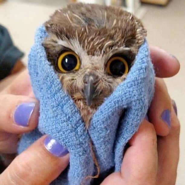 Baby Animalsさんのインスタグラム写真 - (Baby AnimalsInstagram)「Baby owl in a towel! Tag a friend!」2月13日 23時58分 - thebabyanimals