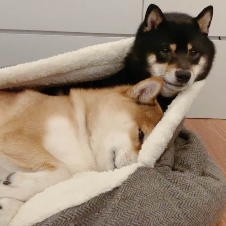 ?Fricko the Shiba Inu?のインスタグラム：「🥺Hooman help, Tonton got stuck😖😖 🐾 🐾 🐾 #FrickoandKeaton #🐶 #☀️ #shiba #shibainu #dog #柴犬 #赤柴 #黒柴  #adorable #shibalovers #shibaholics  #dogoftheday  #weeklyfluff #aww #dogstagram  #dogscorner #puppiesofinstagram #shibapuppy」
