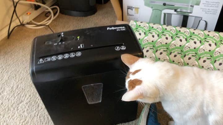 Richard Kittyのインスタグラム：「Disturbed and intrigued by the shredder.」