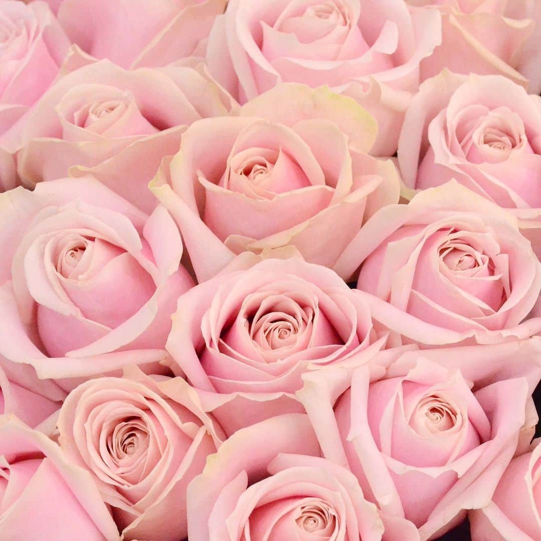 AOYAMA_HANAMOさんのインスタグラム写真 - (AOYAMA_HANAMOInstagram)「Happy Valentine’s Day! 皆さま、素敵なバレンタインデーをお過ごしください。 - - - #aoyamahanamo #flowers #flowershop #florist #instaflower #flowergram #flowerstagram #flowerlovers #花 #花屋 #生花店 #フラワー #ザ花部 #花のある暮らし #花のある生活 #花好きな人と繋がりたい #青山花茂 #バラ #rose #flowergift #flowervalentine #valentine #valentineday #freshflowers #生花 #花束 #バレンタインデー #ギフト #プレゼント #通販」2月14日 10時15分 - aoyama_hanamo
