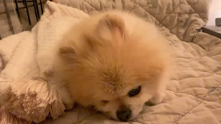 Ella Chuffyのインスタグラム：「Me so sleepy 😴 ...Waiting for Chuffy doing his nebulizer last night (the sound the so loud😣 but it helps him breath better) . . . . . . . . . #ellachuffy #pet #petstagram #pomeranianpage #pomeraniansofinstagram #teacuppoms #cutedogs #pomeranian_lovers #pomeranianlife #pomeranianworld #teddybeardog #pomeranian #puppylove #aplacetolovedogs #dogoftheday #justpomeranians #fluffypack #dogoftheday #anmlsposts #thedailypompom #picoftheday #iflmdog #犬 #狗 #everydaydoglover  #pomeranianww #justpomeranians」