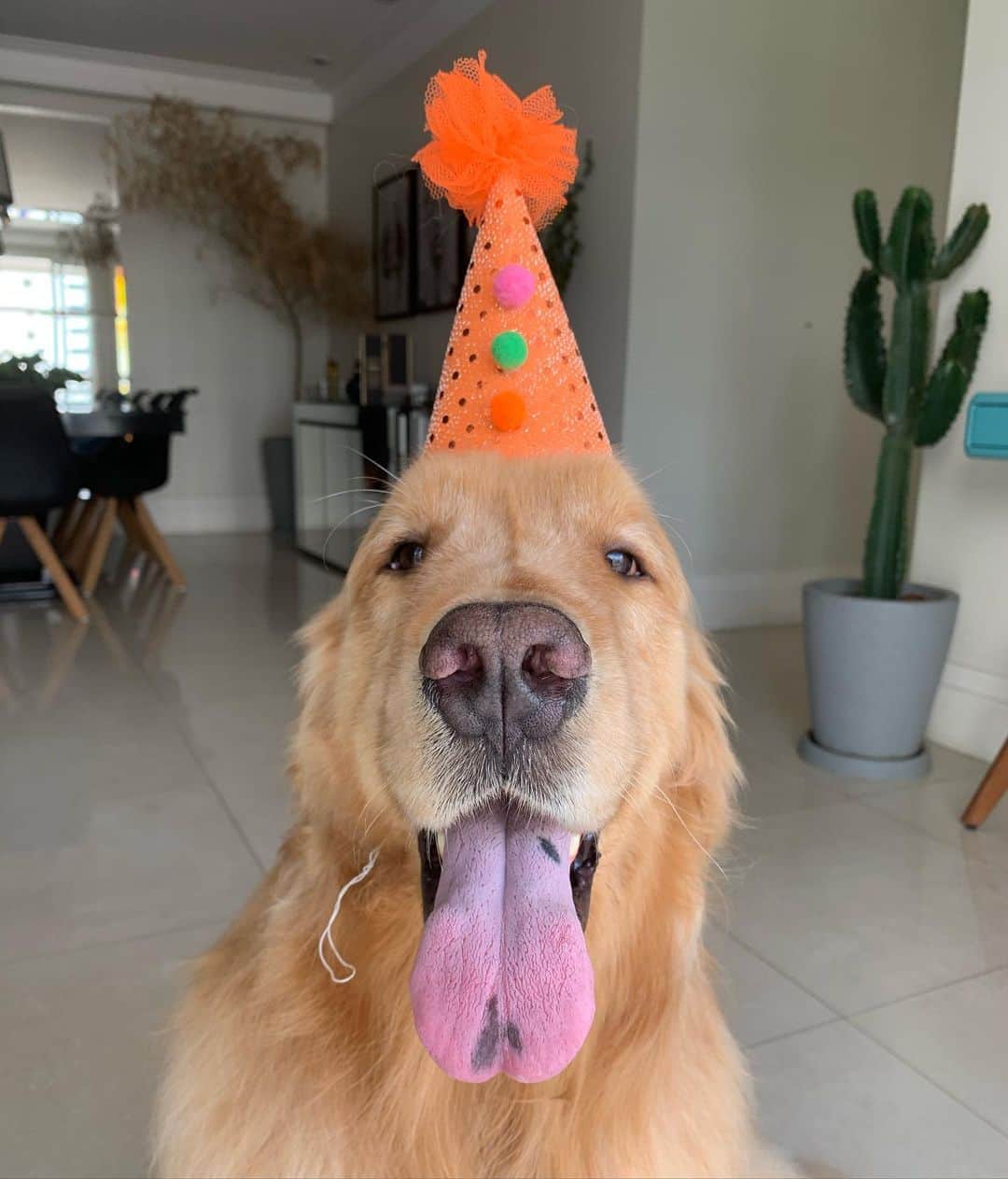 Bruna Unzuetaのインスタグラム：「Carnaval a: Fonsinho: 🐶🎉」