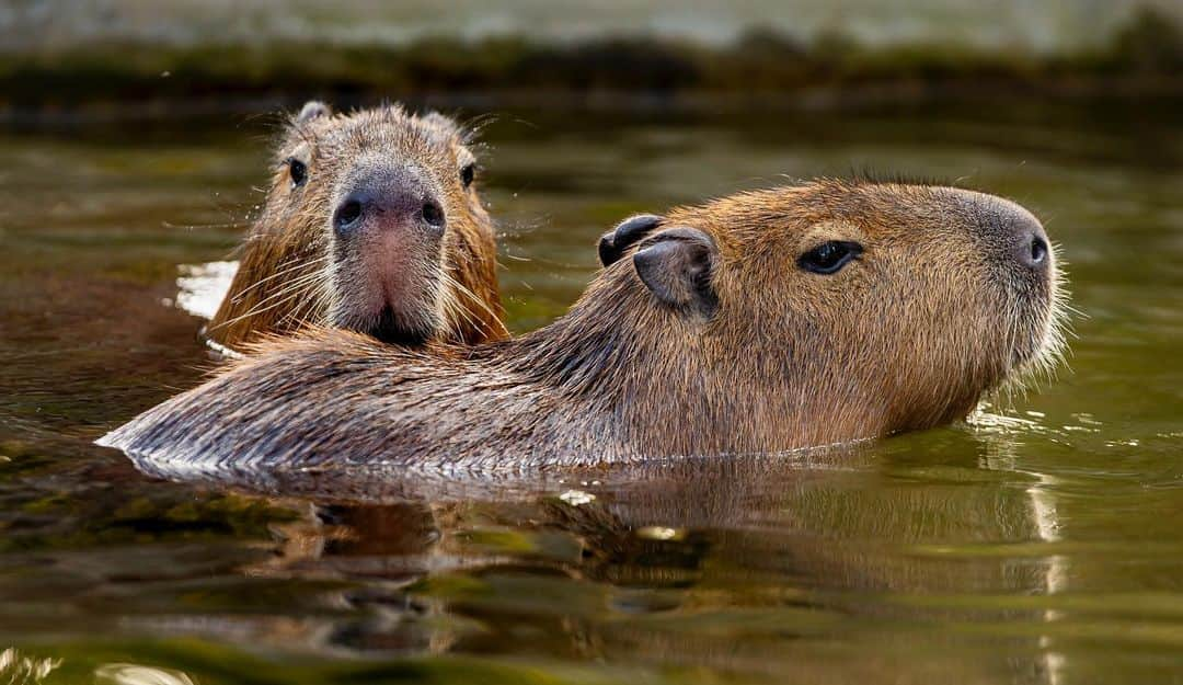 タロンガ動物園さんのインスタグラム写真 - (タロンガ動物園Instagram)「Capy Valentine’s Day! Make sure you head on over to our twitter @tarongazoo to catch the live action of the annual #VDayPunOff where the claws come out between zoos and wildlife organizations alike!  #forthewild」2月14日 5時04分 - tarongazoo