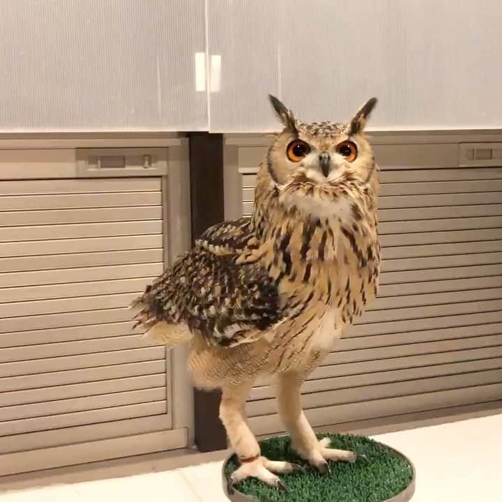 GEN3 Owlのインスタグラム：「フクロウ語で話しかけたらスイッチが入ったみたい。 When I speak in the owl's words, his mind switches on. #owl #owlgaru」