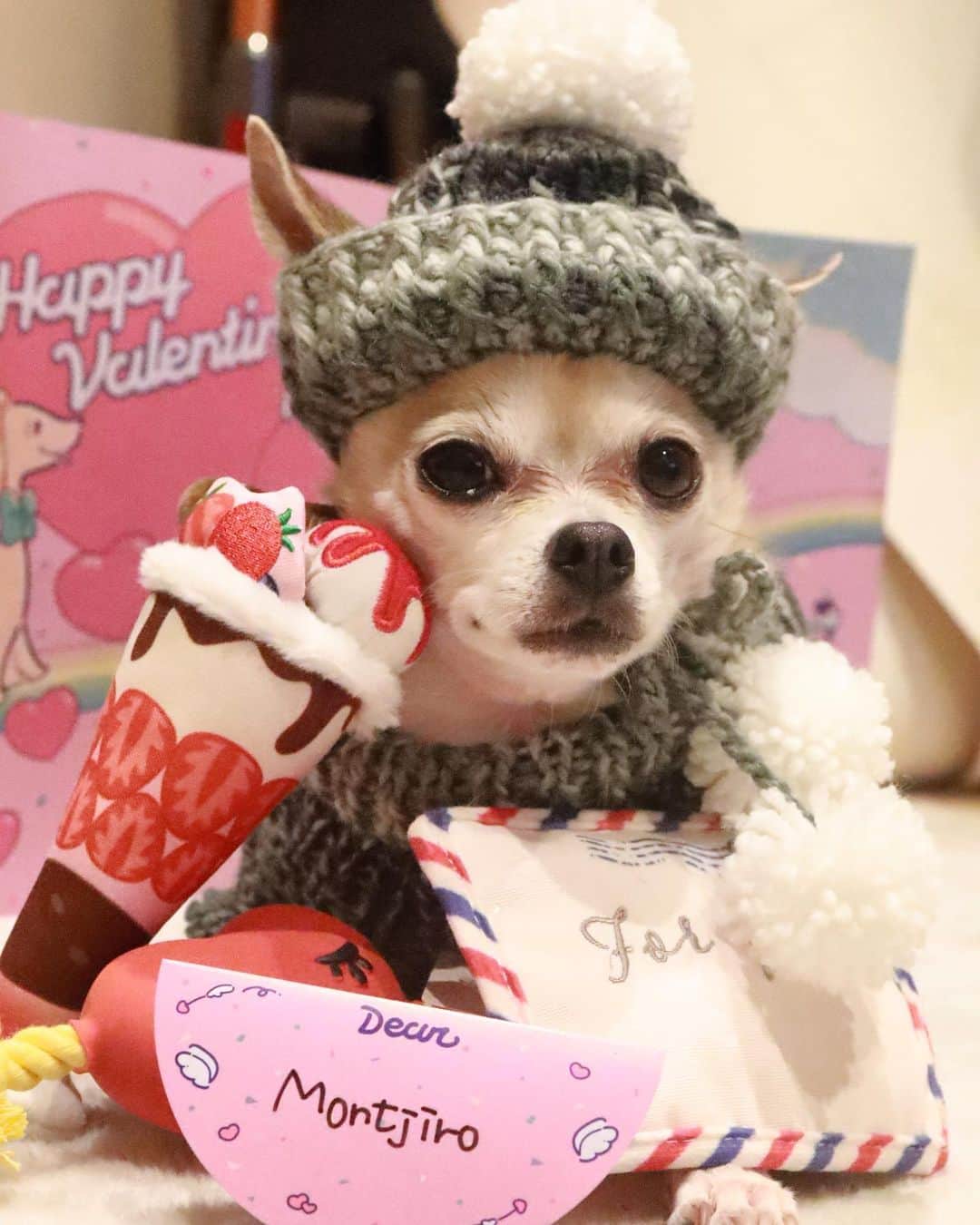 紋次郎さんのインスタグラム写真 - (紋次郎Instagram)「Happy valentine’s day❤️ 先日デパート行ったら、お店のスタッフさん達がこぞってチョコをくれて、モテモテで、もう困った🤣 爪楊枝に挿したちっちゃいやつ😊 シショクとか言うやつらしい🤣  素敵なバレンタインをお過ごしくださいね そんな自分は仕事がおわらん一日になりそうだ😭  Valentine goods by. @pecobox_official  #dog#dogstagram#instadog#chihuahua#barkbox#mydogiscutest#buzzfeed#dog_features#fluffypack#barkpack#dogsofinstaworld#dogsofinstagram#犬#チワワ#手作り#handmade#着物#fashion#紋次郎一家#チーム茶#ふわもこ部#igersjp#peco犬部#dogsofinstagram#dogfashion」2月14日 7時22分 - montjiro
