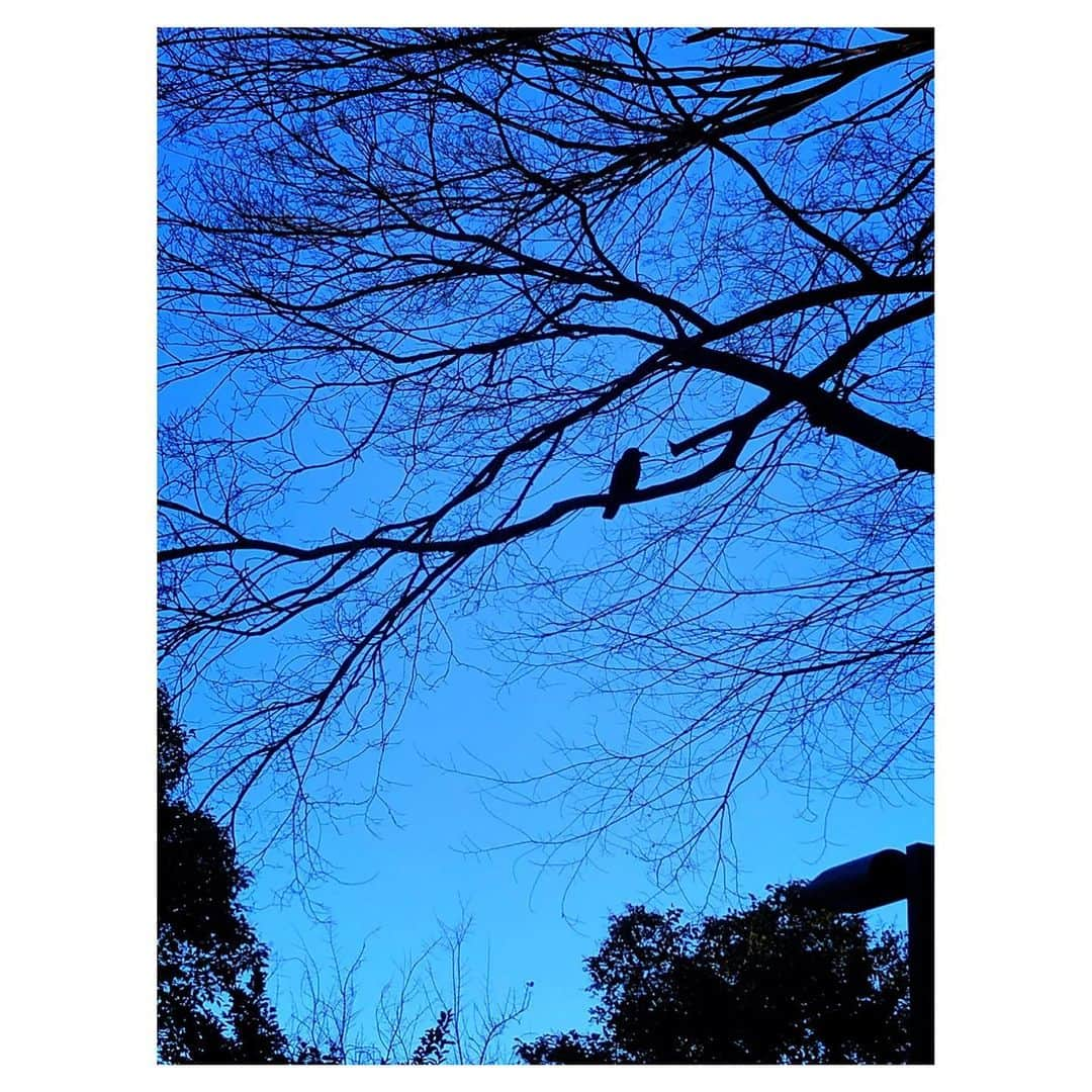 理絵さんのインスタグラム写真 - (理絵Instagram)「カラスが絵になる  #sky #cielo #空 #하늘 #tokyo #japan #おはようございます #goodmorning」2月14日 8時30分 - ____rie____