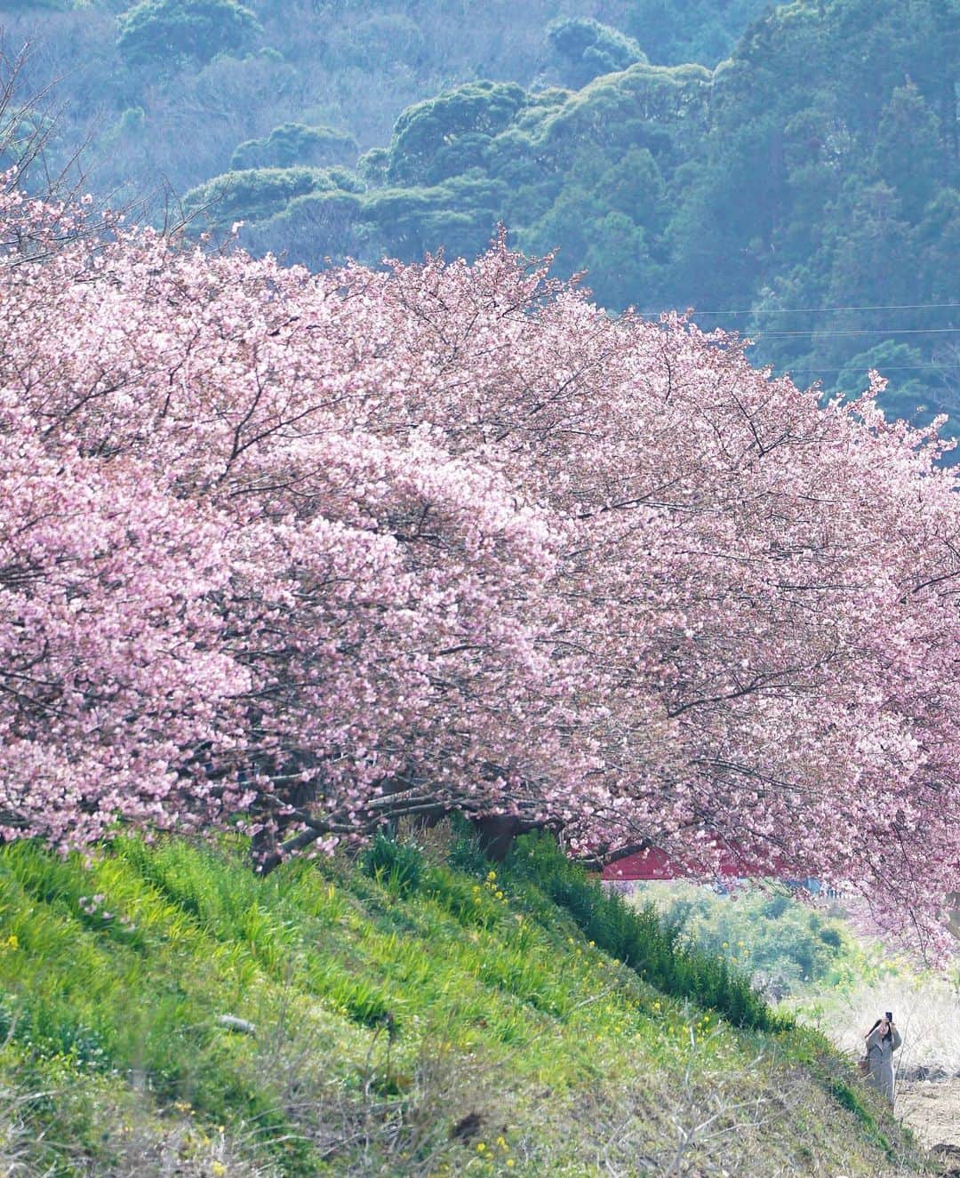 masayaさんのインスタグラム写真 - (masayaInstagram)「河津桜 2/12 2020 Early blooming cherry blossoms  Kawazu Shizuoka Prefecture」2月14日 8時36分 - moonlightice