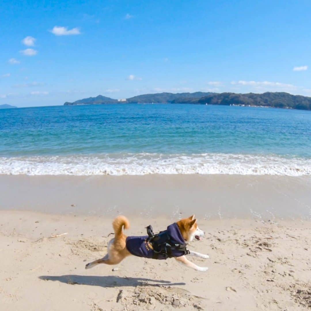 BlackRed shibasさんのインスタグラム写真 - (BlackRed shibasInstagram)「Happy Musashi. むさしはやっぱり海が好き。 . #goprohero7black  @GoPro @GoProjp . #neneandmusashi2020 #sea #shibainu #shiba #柴犬 #しばいぬ #dog #日本犬 #happy #lovely #cute #日本犬  #GoPro #ゴープロ #goprohero8 #goprodog #goproのある生活 #hero8  #goprojp #gopropets #besomedoggy #doggo #goprohappy #goprodogsquad #capturedifferent #goprofetch」2月14日 8時37分 - black_red_jp
