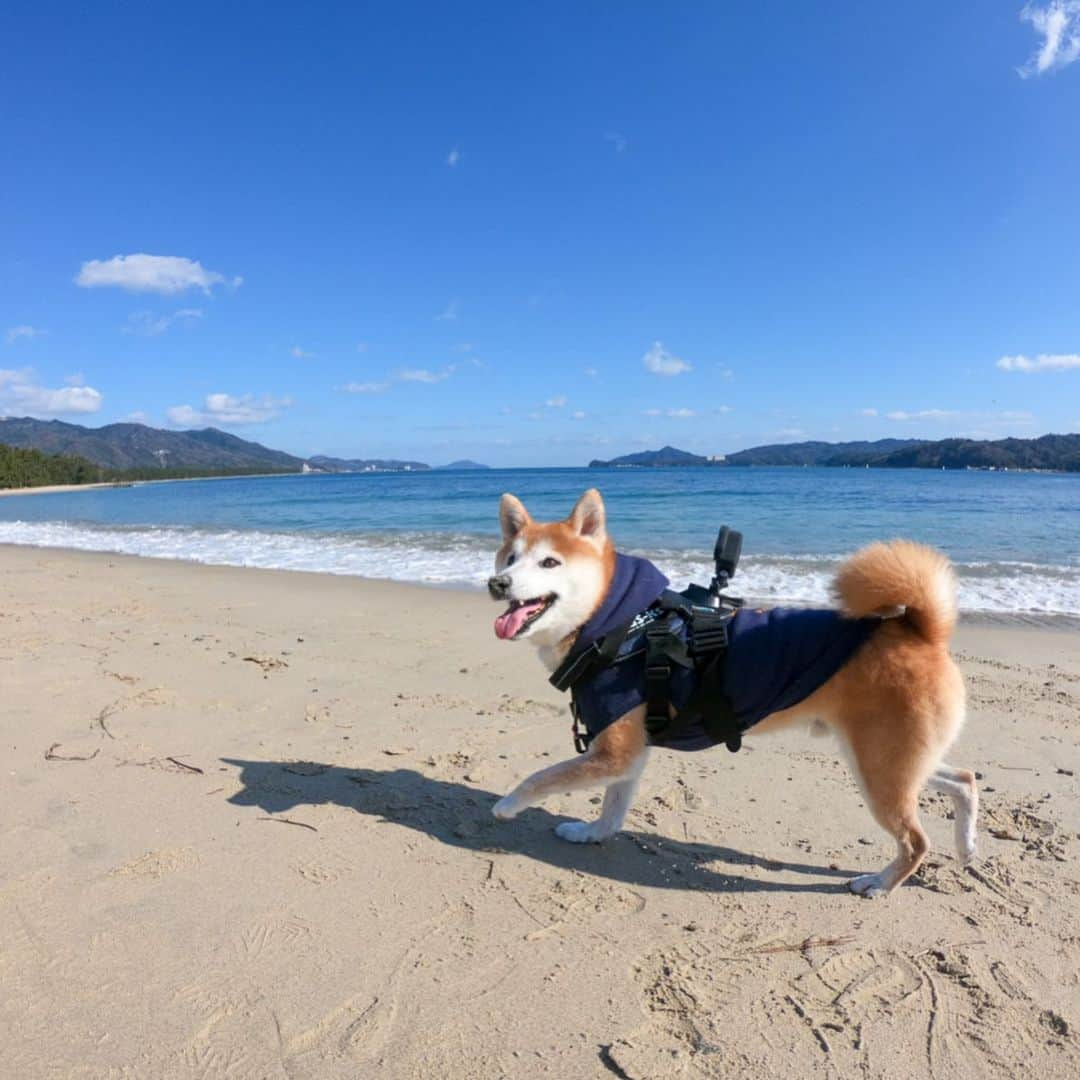 BlackRed shibasさんのインスタグラム写真 - (BlackRed shibasInstagram)「Happy Musashi. むさしはやっぱり海が好き。 . #goprohero7black  @GoPro @GoProjp . #neneandmusashi2020 #sea #shibainu #shiba #柴犬 #しばいぬ #dog #日本犬 #happy #lovely #cute #日本犬  #GoPro #ゴープロ #goprohero8 #goprodog #goproのある生活 #hero8  #goprojp #gopropets #besomedoggy #doggo #goprohappy #goprodogsquad #capturedifferent #goprofetch」2月14日 8時37分 - black_red_jp