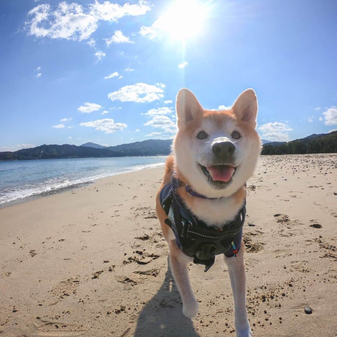 BlackRed shibasさんのインスタグラム写真 - (BlackRed shibasInstagram)「Happy Musashi. むさしはやっぱり海が好き。 . #goprohero7black  @GoPro @GoProjp . #neneandmusashi2020 #sea #shibainu #shiba #柴犬 #しばいぬ #dog #日本犬 #happy #lovely #cute #日本犬  #GoPro #ゴープロ #goprohero8 #goprodog #goproのある生活 #hero8  #goprojp #gopropets #besomedoggy #doggo #goprohappy #goprodogsquad #capturedifferent #goprofetch」2月14日 8時37分 - black_red_jp