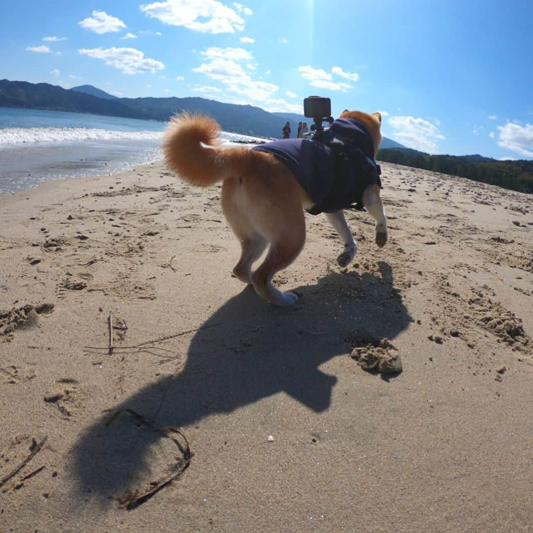 BlackRed shibasさんのインスタグラム写真 - (BlackRed shibasInstagram)「Happy Musashi. むさしはやっぱり海が好き。 . #goprohero7black  @GoPro @GoProjp . #neneandmusashi2020 #sea #shibainu #shiba #柴犬 #しばいぬ #dog #日本犬 #happy #lovely #cute #日本犬  #GoPro #ゴープロ #goprohero8 #goprodog #goproのある生活 #hero8  #goprojp #gopropets #besomedoggy #doggo #goprohappy #goprodogsquad #capturedifferent #goprofetch」2月14日 8時37分 - black_red_jp