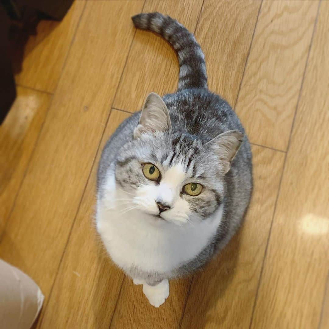 坂本美雨さんのインスタグラム写真 - (坂本美雨Instagram)「そのまま信じてればいいのよ！  #cat #サバ美」2月14日 8時49分 - miu_sakamoto