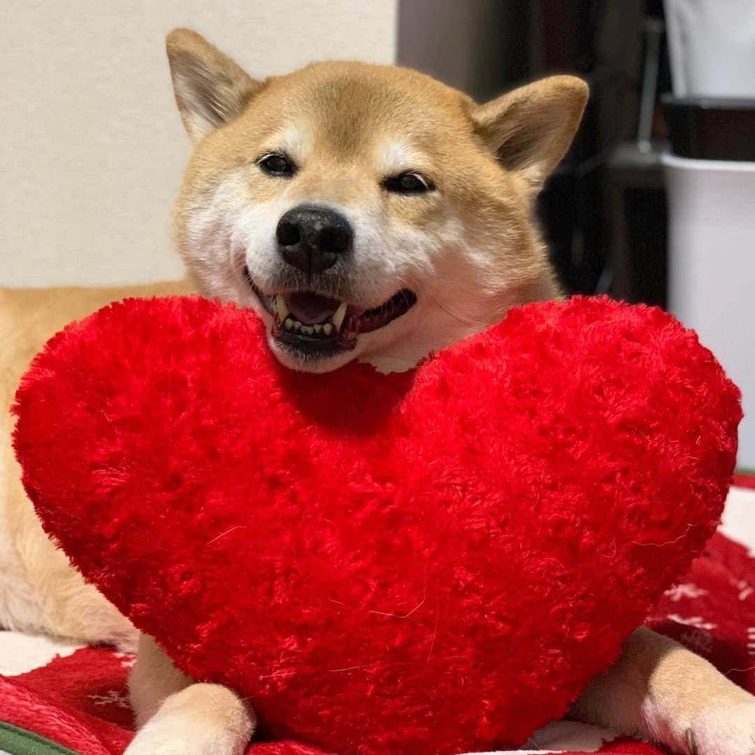 まる（まるたろう）さんのインスタグラム写真 - (まる（まるたろう）Instagram)「Happy Valentine's Day!✨🐶❤️✨バレンタインデーだって〜 #あれでしょ #裏に呼び出すやつでしょ☺️ #知ってるよ #パパ後で裏ね」2月14日 8時48分 - marutaro