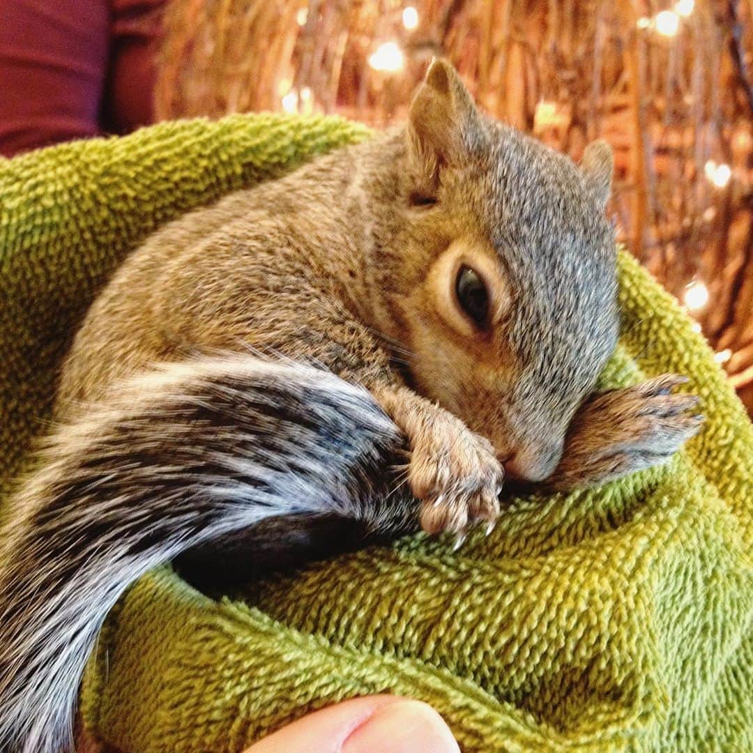 のインスタグラム：「#tbt (2012) Baby Girl Squirrel⁣ ⁣ ⁣ ⁣ ⁣ #petsquirrel #squirrel #squirrels #squirrellove #squirrellife #squirrelsofig #squirrelsofinstagram #easterngreysquirrel #easterngraysquirrel #ilovesquirrels #petsofinstagram #jillthesquirrel #thisgirlisasquirrel #babysquirrel」