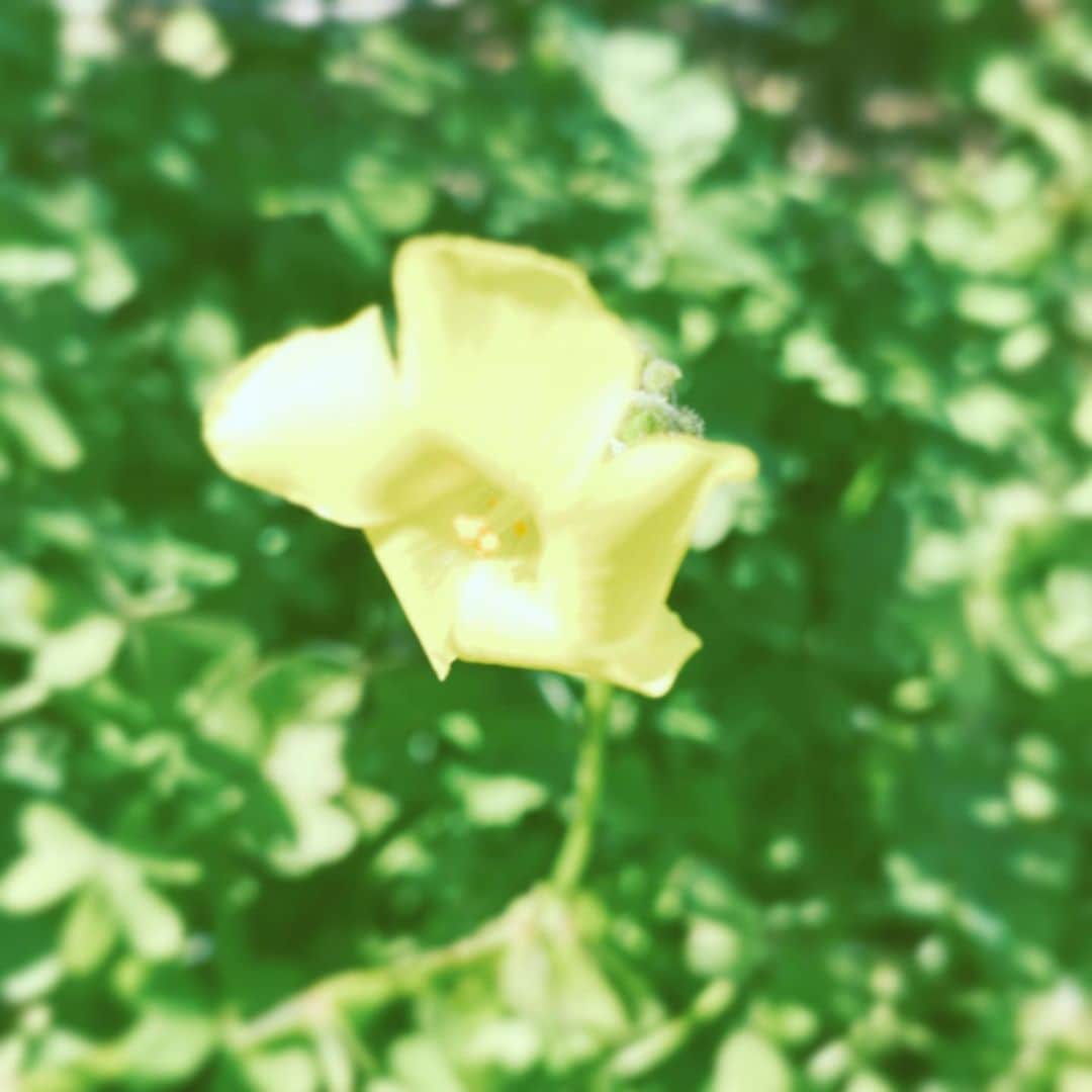 中野敬久さんのインスタグラム写真 - (中野敬久Instagram)「#flower #flowersoflife #yellow #love」2月14日 9時16分 - hirohisanakano