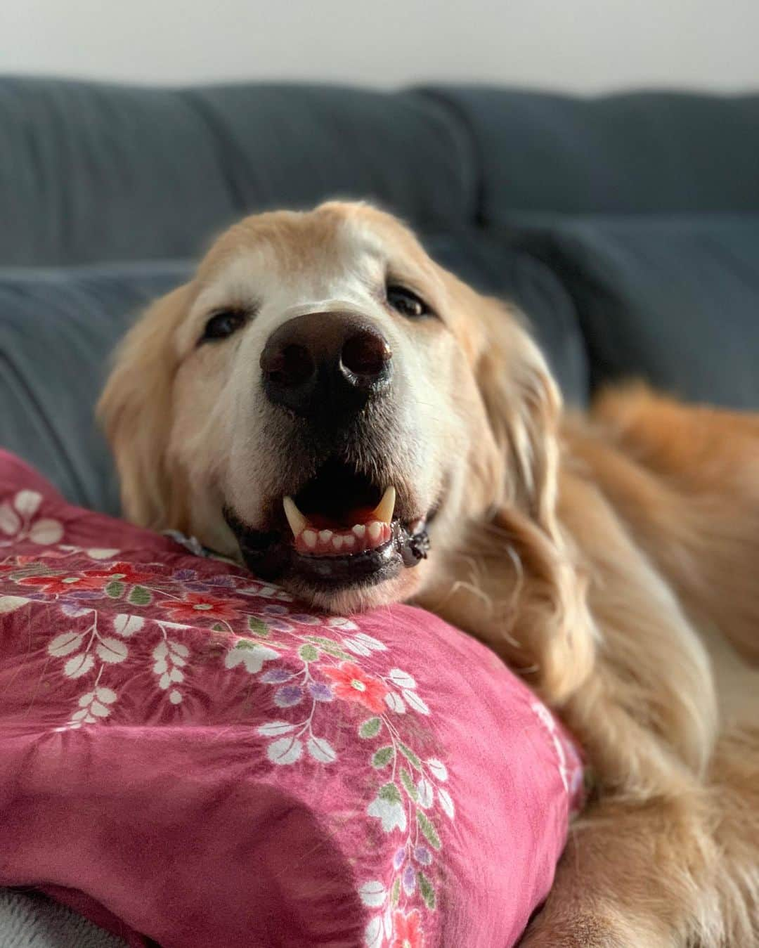 Bobさんのインスタグラム写真 - (BobInstagram)「Bom dia!!! Papito descobriu que eu estava lambendo a pata escondido e agora vou usar o cone direto 🙉☹️ #dogs #dogsofinstagram #goldenretriever #goldenretrievers #pets #petsofinstagram #instadaily #instaphoto #instagram」2月14日 19時44分 - bob_marley_goldenretriever