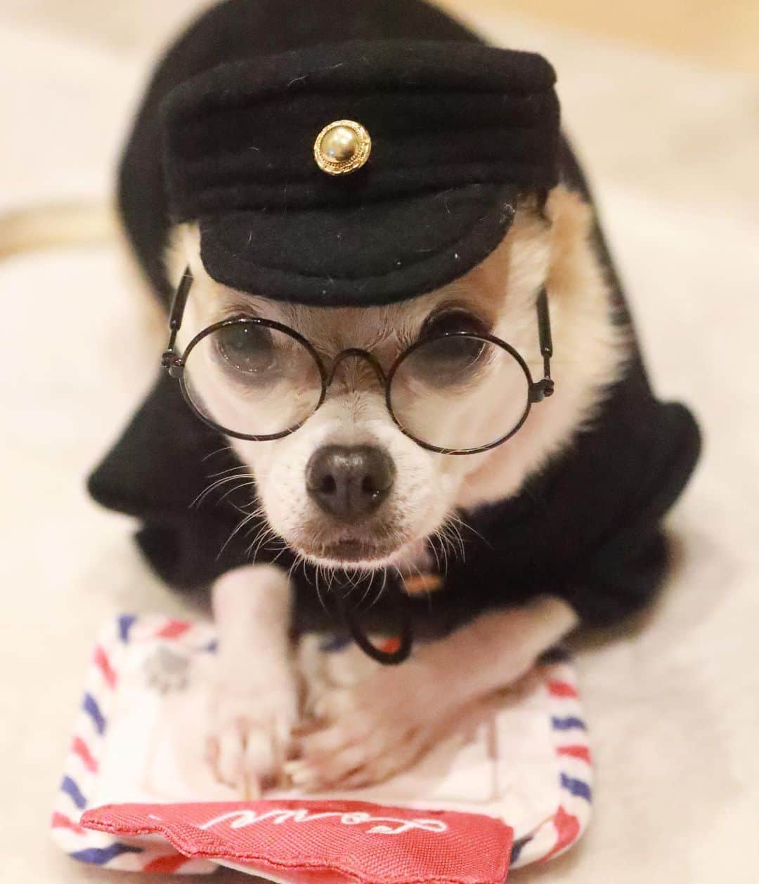 紋次郎さんのインスタグラム写真 - (紋次郎Instagram)「ラブレターもらったんか？😊 アオハルやな🥰  #dog#dogstagram#instadog#chihuahua#barkbox#mydogiscutest#buzzfeed#dog_features#fluffypack#barkpack#dogsofinstaworld#dogsofinstagram#犬#チワワ#手作り#handmade#着物#fashion#紋次郎一家#チーム茶#ふわもこ部#igersjp#peco犬部#dogsofinstagram#dogfashion」2月14日 19時39分 - montjiro