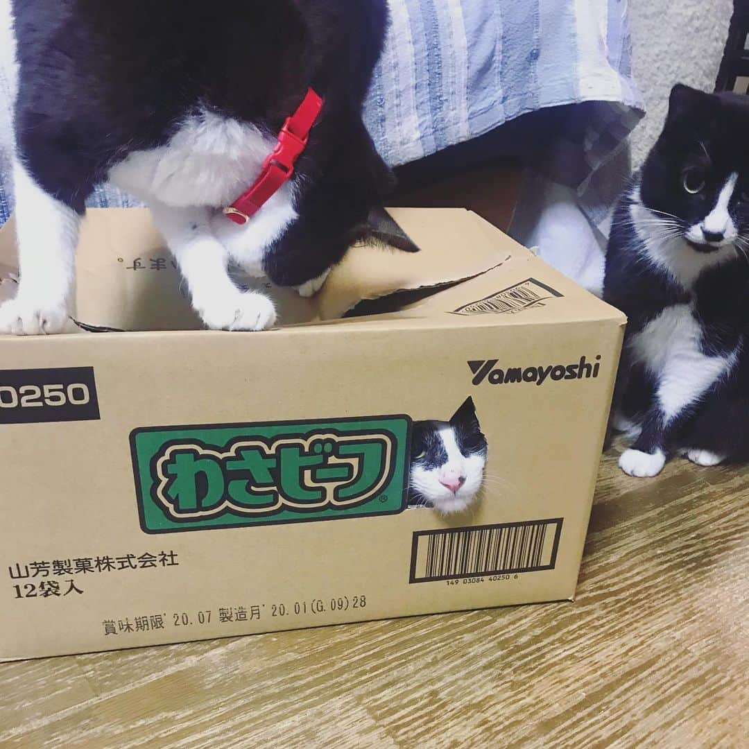 もじゃころさんのインスタグラム写真 - (もじゃころInstagram)「わさビーフ😼  #坂東ここにきて牛の可能性🐮  #わさビーフ  #坂東玉隠しシャシャ丸  #チョッチュ具志コロペッペ」2月14日 19時42分 - mojyacoro96